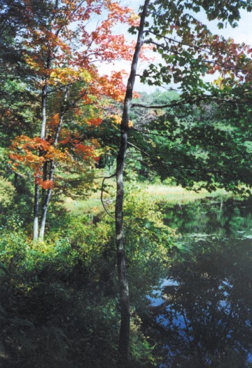 A Glimpse of Benedict Pond