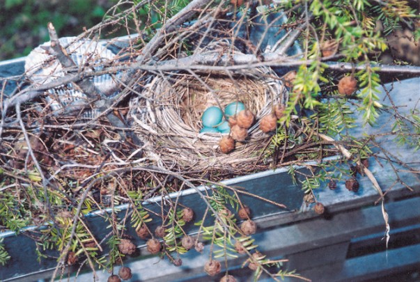 Hope in a Window Box