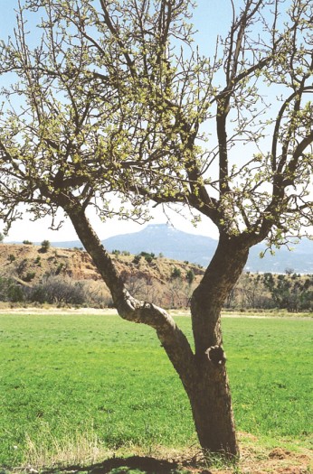 Georgia O'Keeffe's Mountain