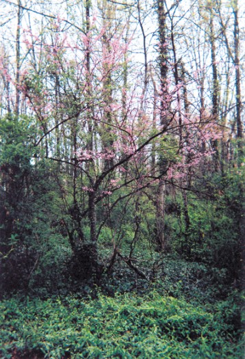 Roadside Redbud